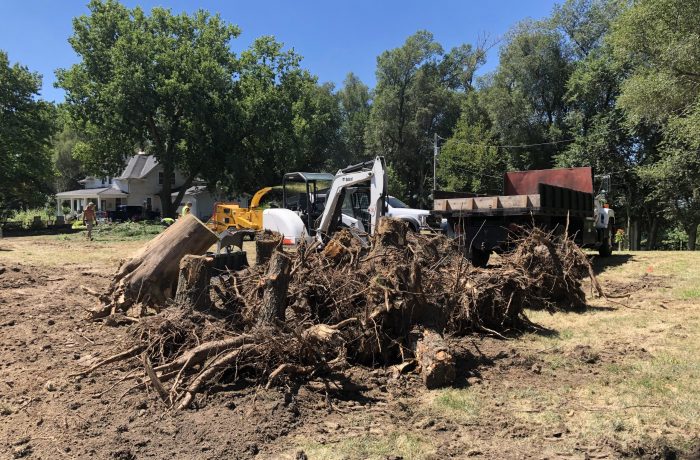 Tree and stump removal