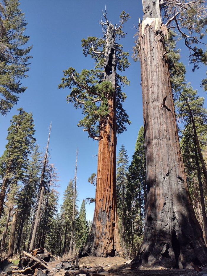 Sequoia