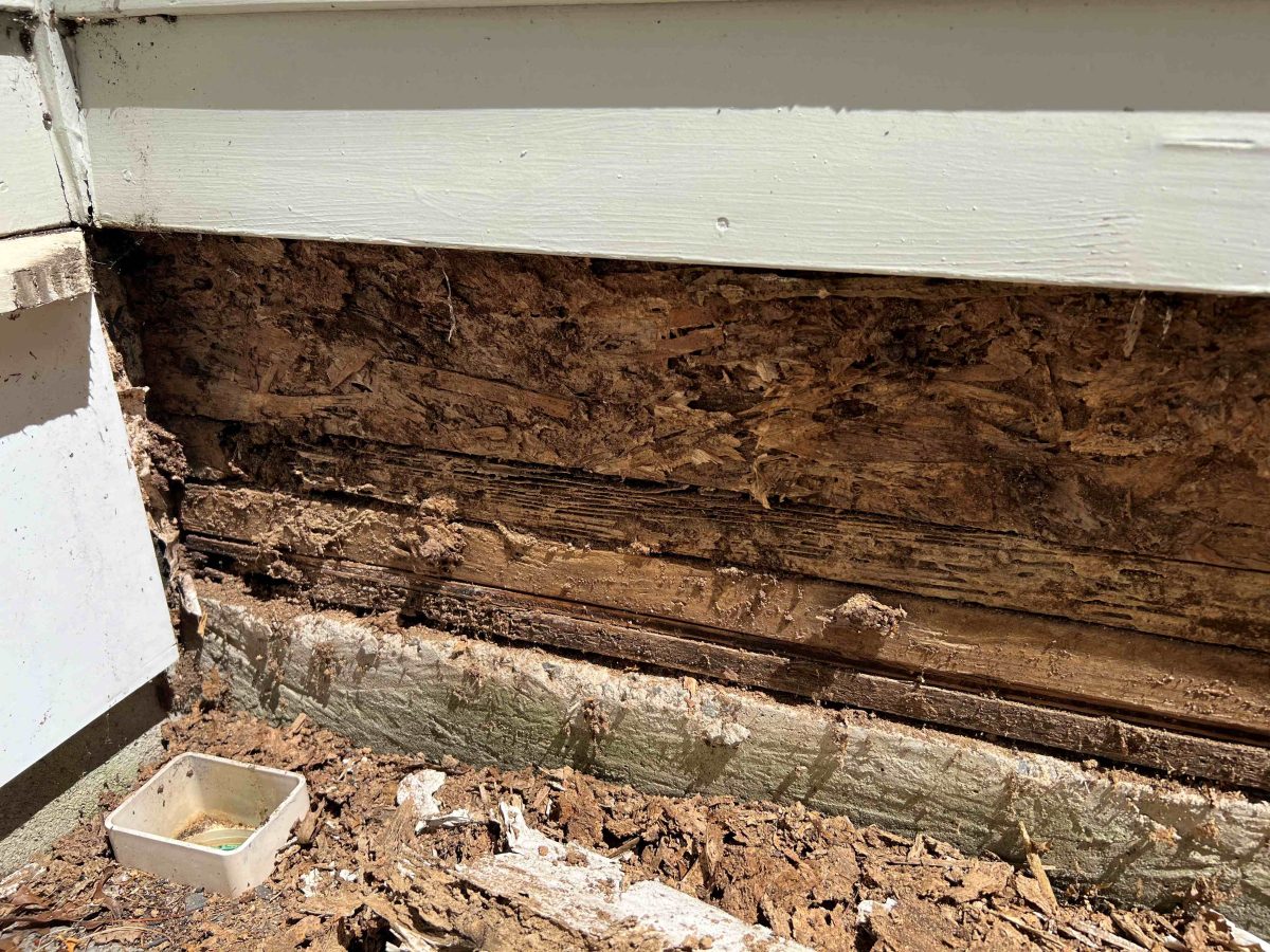 Termite-damaged framing at bottom of wall